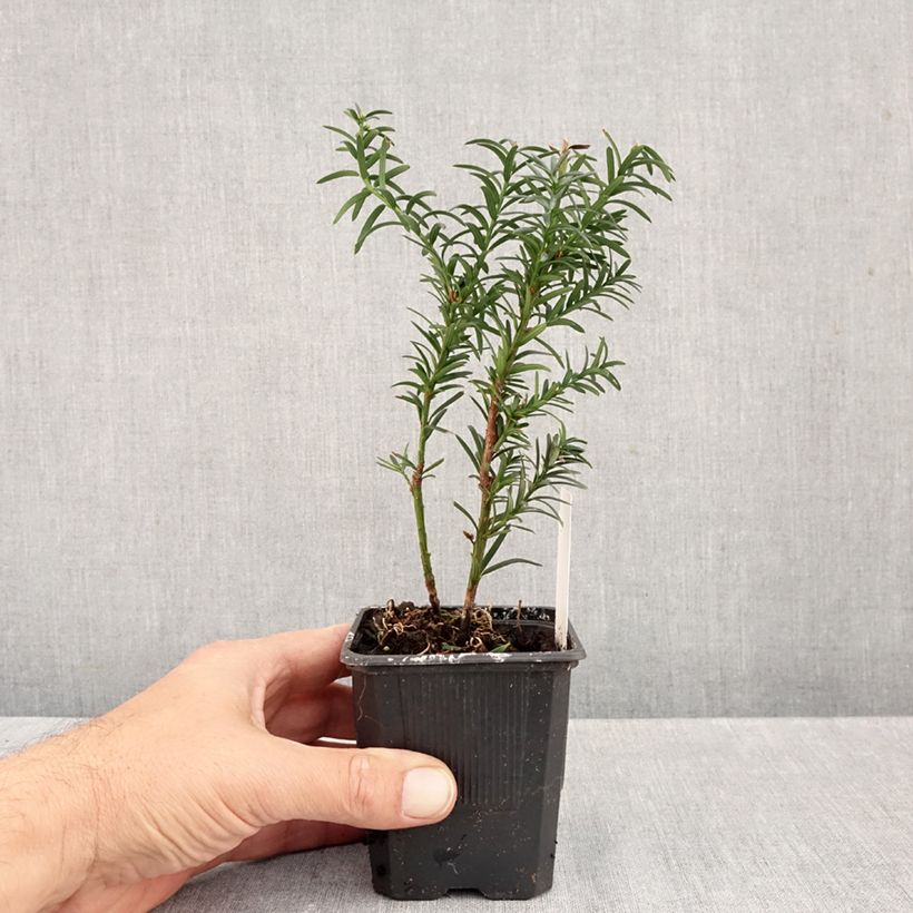 Taxus media Hillii - Yew 8/9 cm pot sample as delivered in autumn