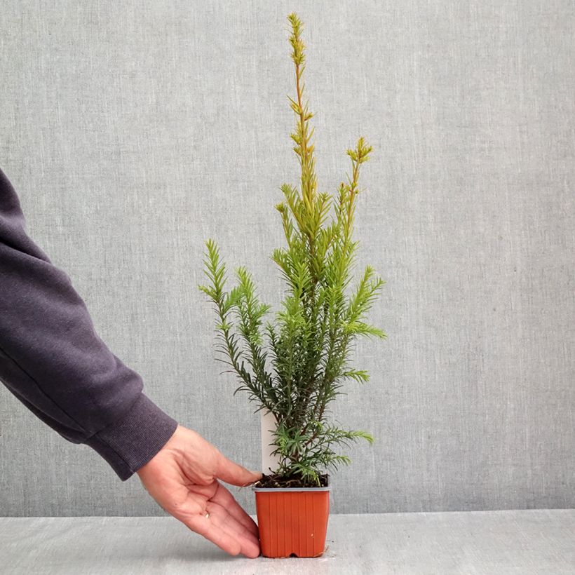 Taxus x media Groenland - Yew 8/9 cm pot sample as delivered in autumn