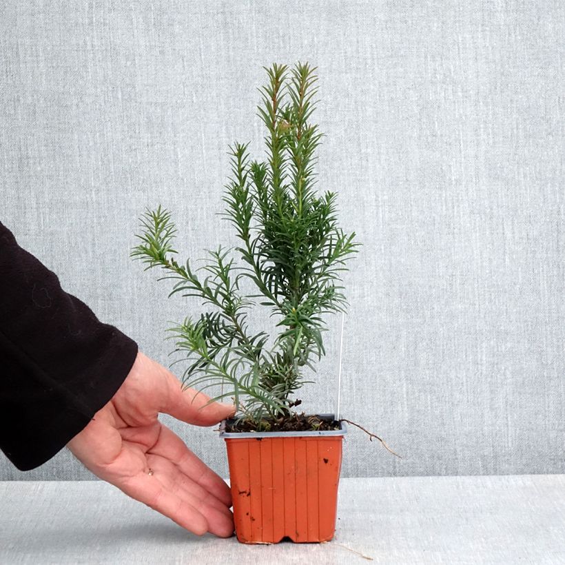 Taxus x media Groenland - Yew 8/9 cm pot sample as delivered in spring