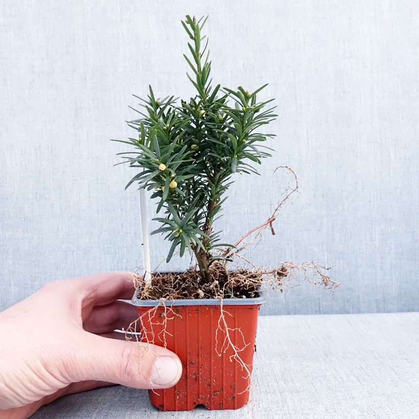 Taxus media Hicksii - Yew 8/9 cm pot sample as delivered in winter
