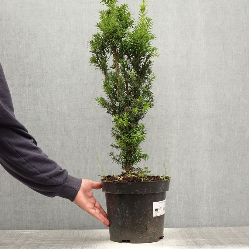 Taxus media Hicksii - Yew 7.5L/10L pot sample as delivered in summer