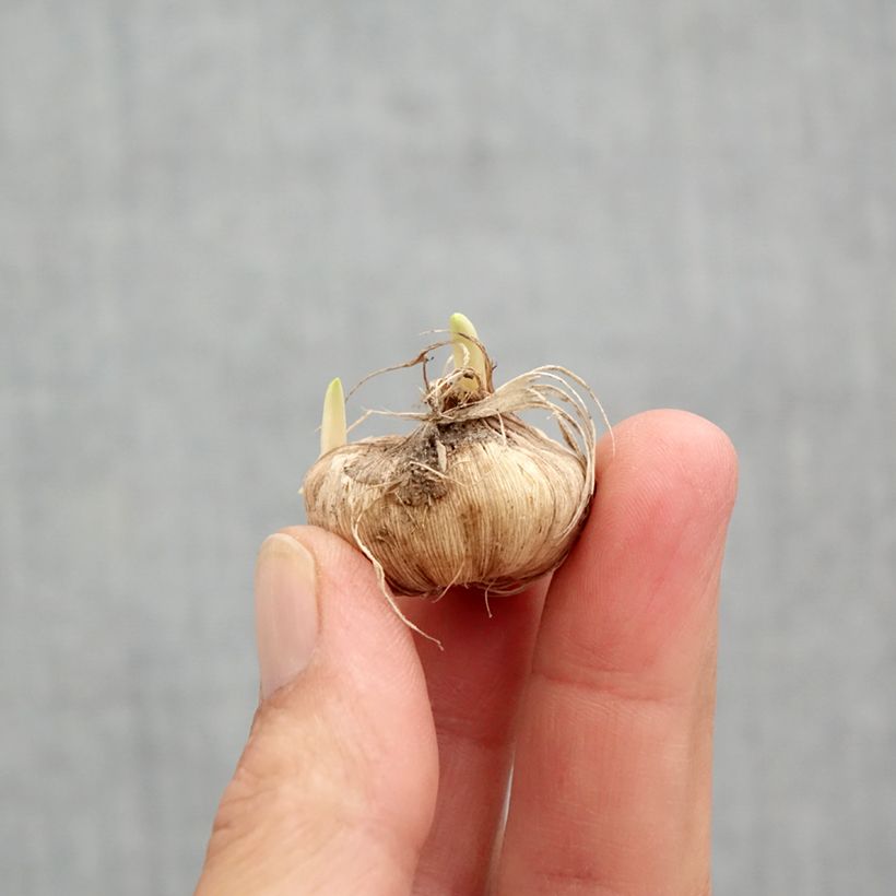 Tecophilaea cyanocrocus  Bulb size I sample as delivered in spring