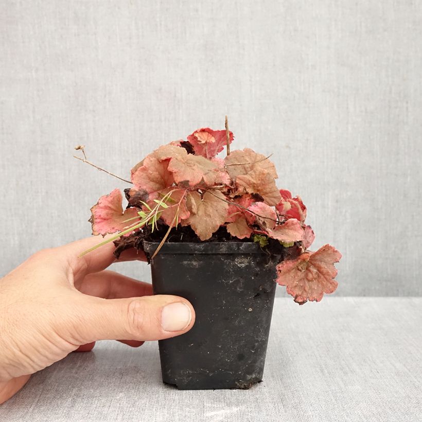 Tellima grandiflora Rubra 8/9 cm pot sample as delivered in autumn