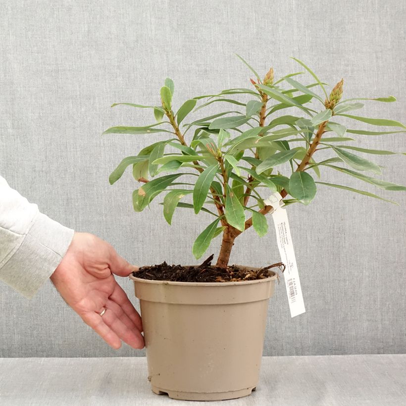 Telopea Braidwood Brilliant - Waratah 4L/5L pot sample as delivered in autumn