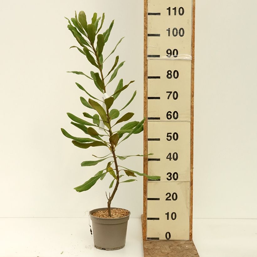 Telopea speciosissima Red Embers - Waratah 4L/5L pot sample as delivered in summer