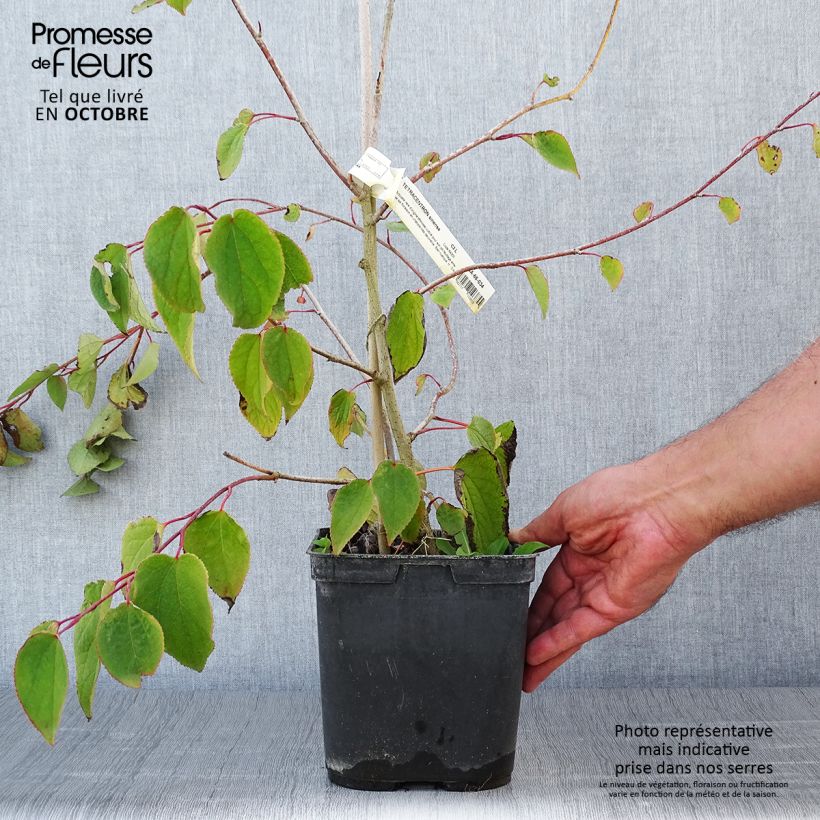 Tetracentron sinense 2L/3L pot sample as delivered in autumn