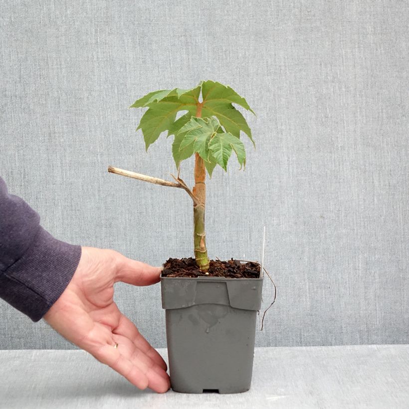 Tetrapanax papyrifera Rex - Chinese rice-paper Plant 10cm/11cm pot sample as delivered in autumn