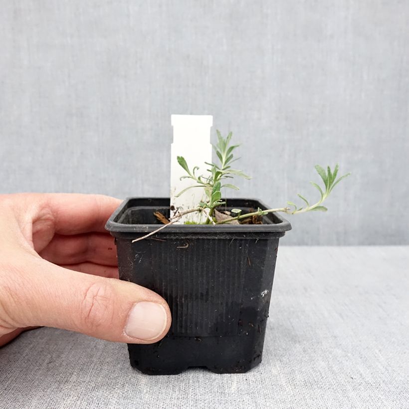 Teucrium ackermannii - Germander 8/9 cm pot sample as delivered in spring
