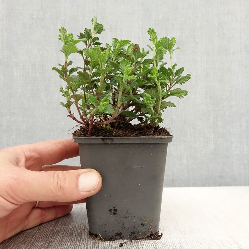 Teucrium chamaedrys Wild Form - Germander 8/9 cm pot sample as delivered in spring