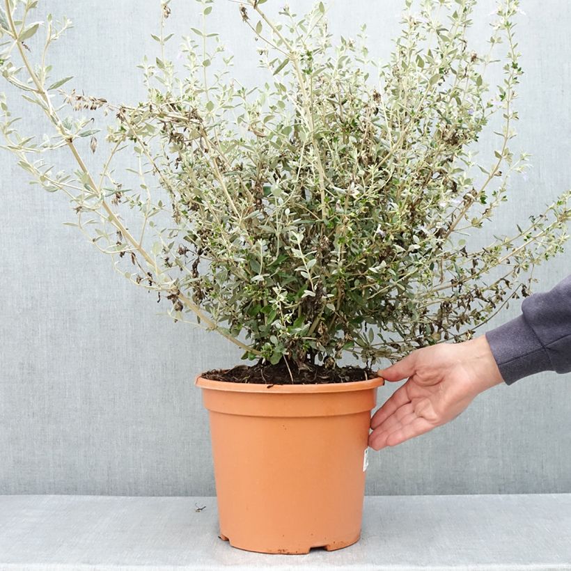 Teucrium fruticans Selection Erecta 7.5L/10L pot sample as delivered in spring