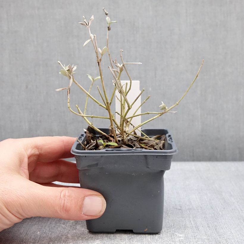 Teucrium fruticans Ventecu 8/9 cm pot sample as delivered in winter