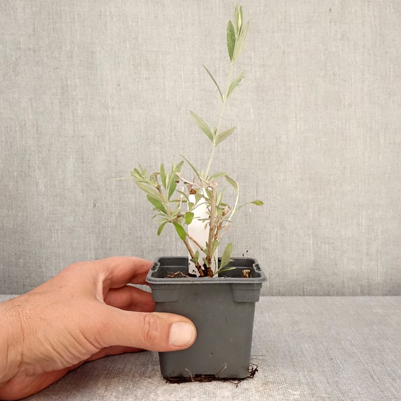 Teucrium fruticans Ventecu 8/9 cm pot sample as delivered in spring
