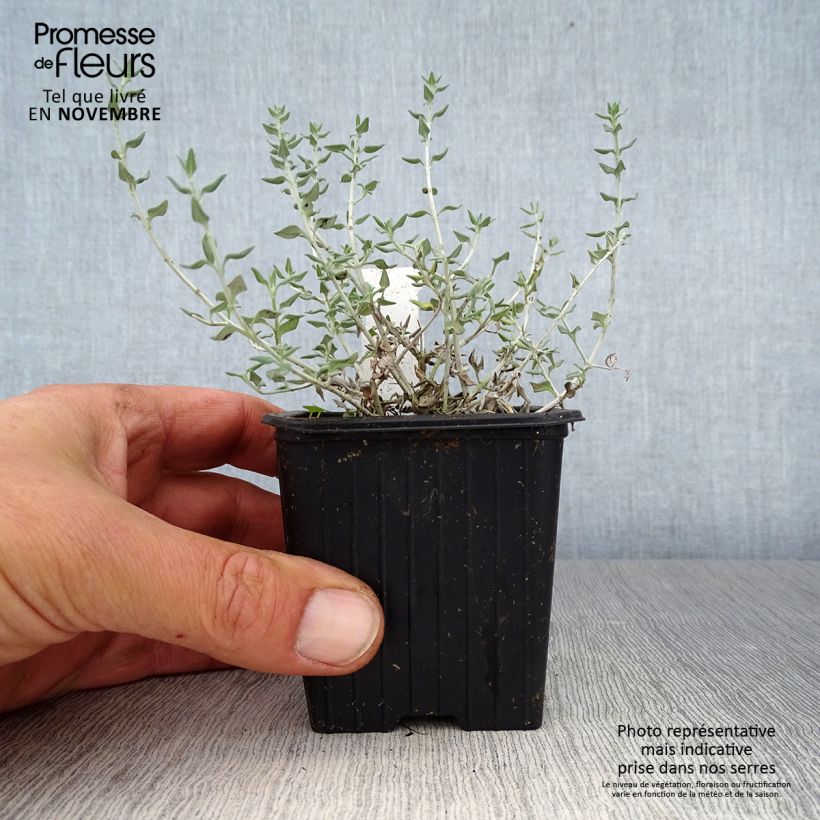 Teucrium marum - Germander 8/9 cm pot sample as delivered in autumn