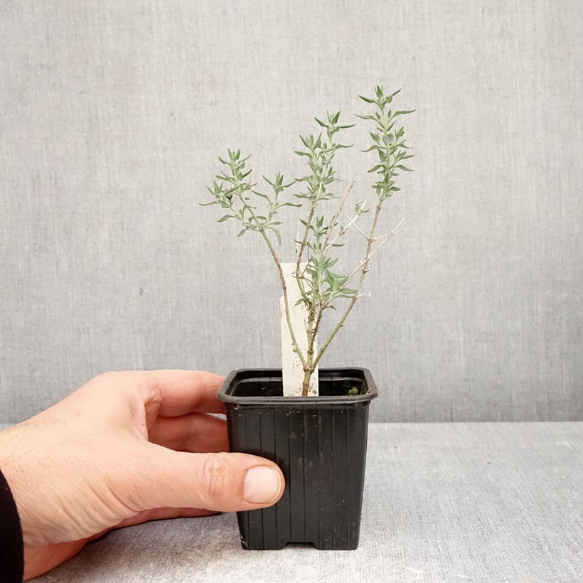 Teucrium marum - Germander 8/9 cm pot sample as delivered in spring