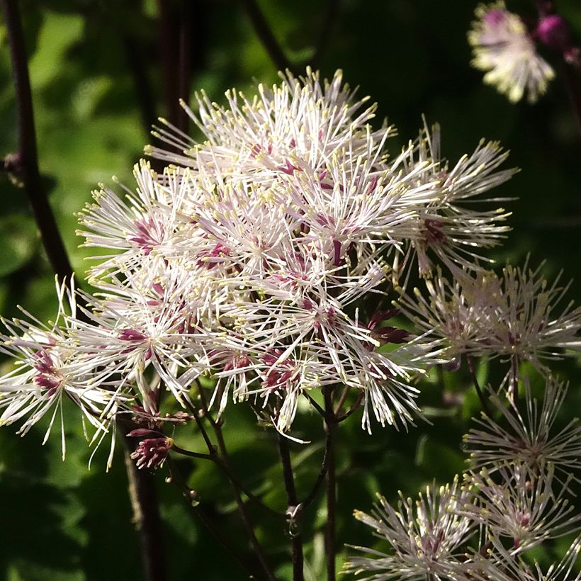Thalictrum aquilegifolium Album - Meadow-rue (Foliage)