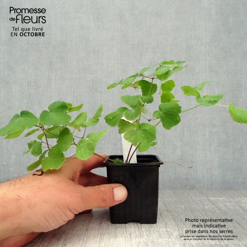 Thalictrum aquilegifolium Album - Meadow-rue 8/9 cm pot sample as delivered in autumn