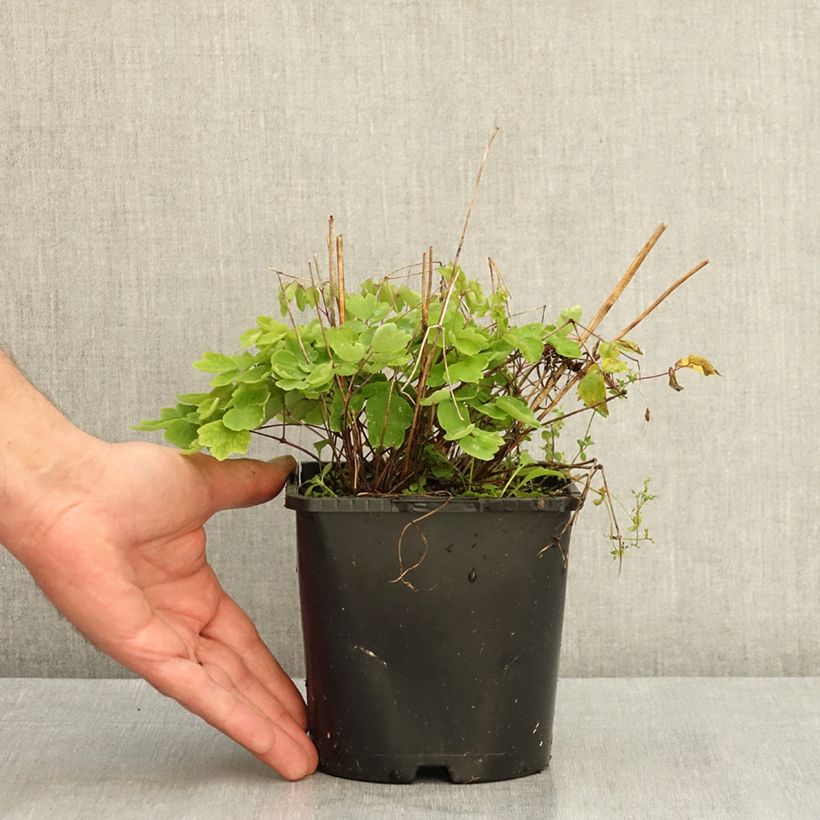 Thalictrum Black Stockings - Meadow-rue 2L/3L pot sample as delivered in summer