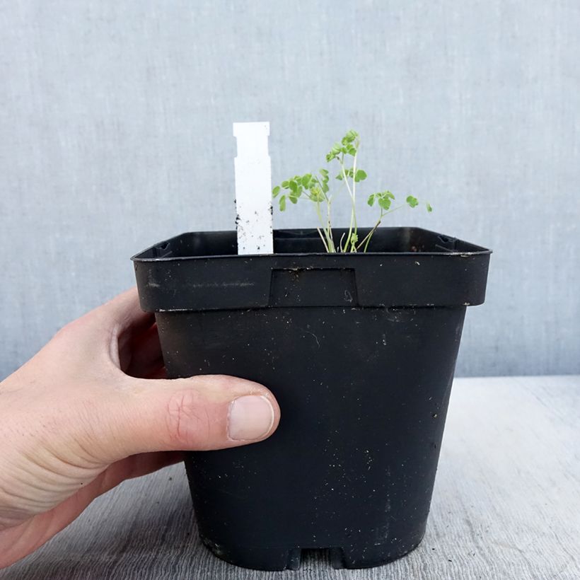 Thalictrum delavayi Album - Meadow-rue 2L/3L pot sample as delivered in spring