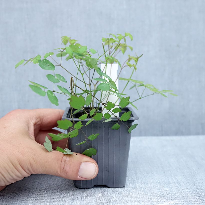 Thalictrum delavayi Hewitts double - Meadow-rue 8/9 cm pot sample as delivered in autumn