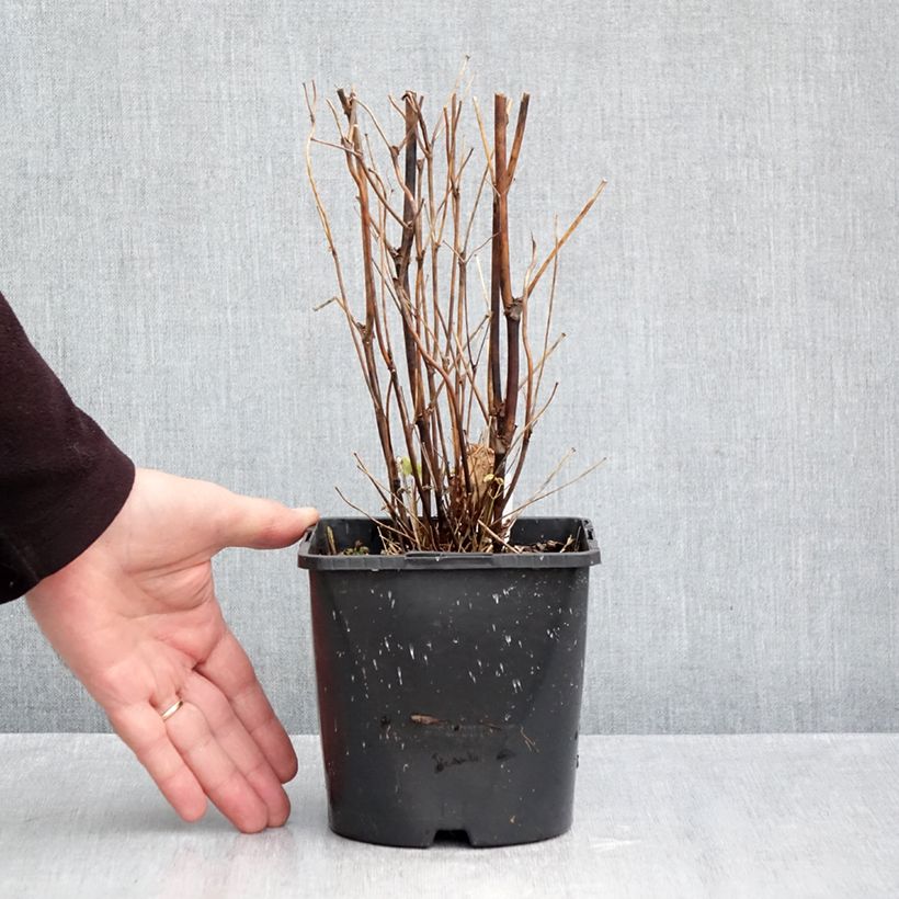 Thalictrum delavayi Splendide Album - Meadow-rue 2L/3L pot sample as delivered in autumn