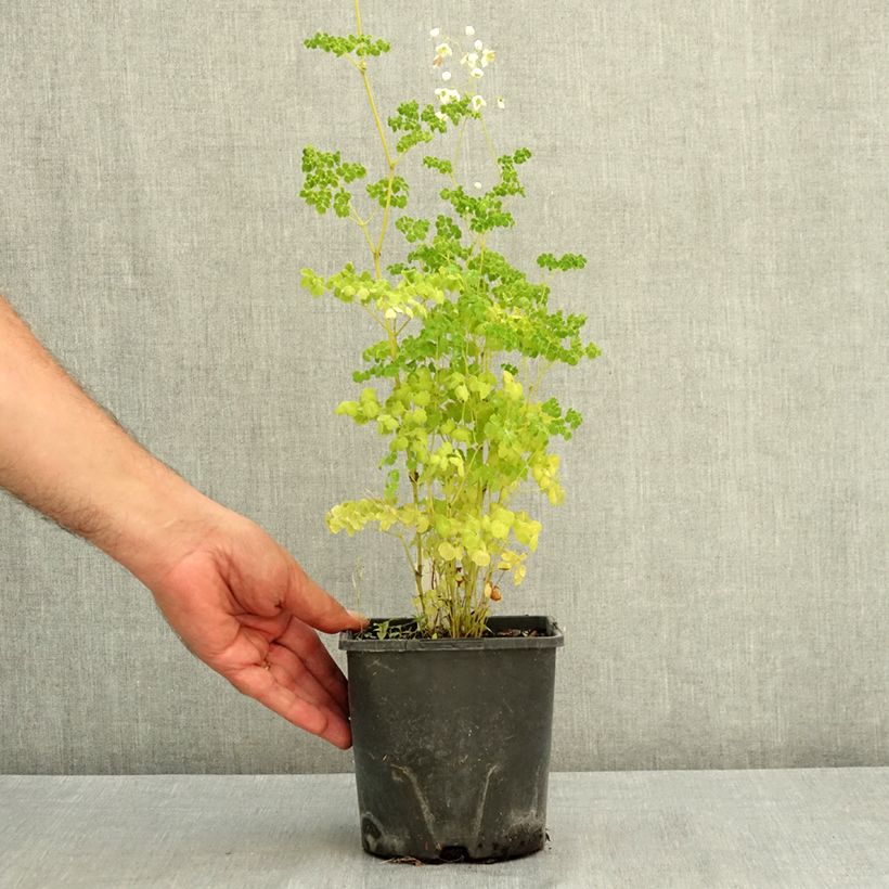 Thalictrum delavayi Splendide Album - Meadow-rue 2L/3L pot sample as delivered in summer