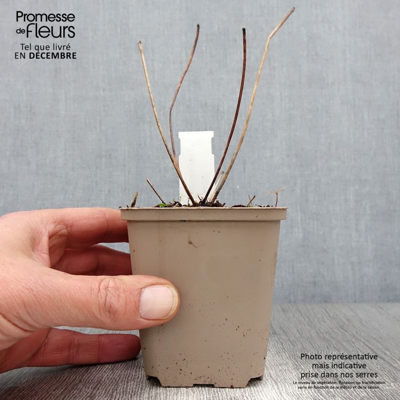 Thalictrum Elin - Meadow-rue 8/9 cm pot sample as delivered in autumn