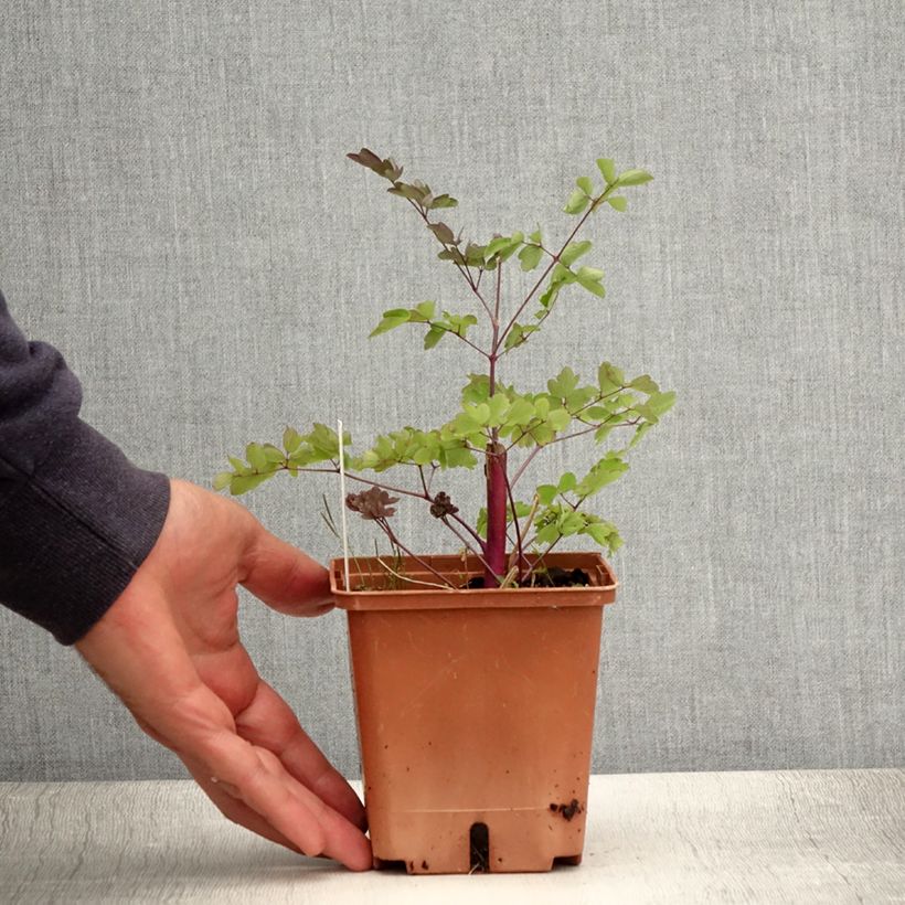Thalictrum Elin - Meadow-rue 1L/1.5L pot sample as delivered in summer