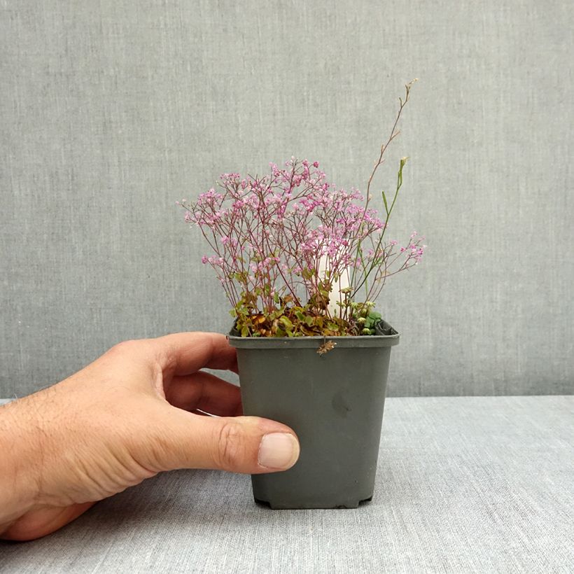 Thalictrum kiusianum - Meadow-rue 8/9 cm pot sample as delivered in summer