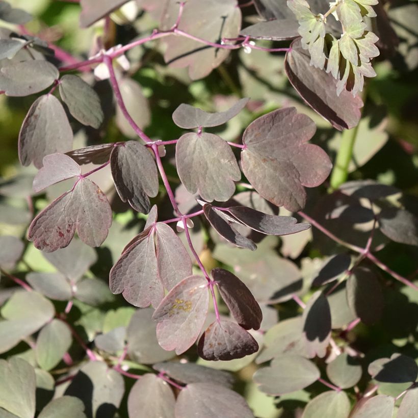 Thalictrum petaloideum Ghent Ebony - Meadow-rue (Foliage)
