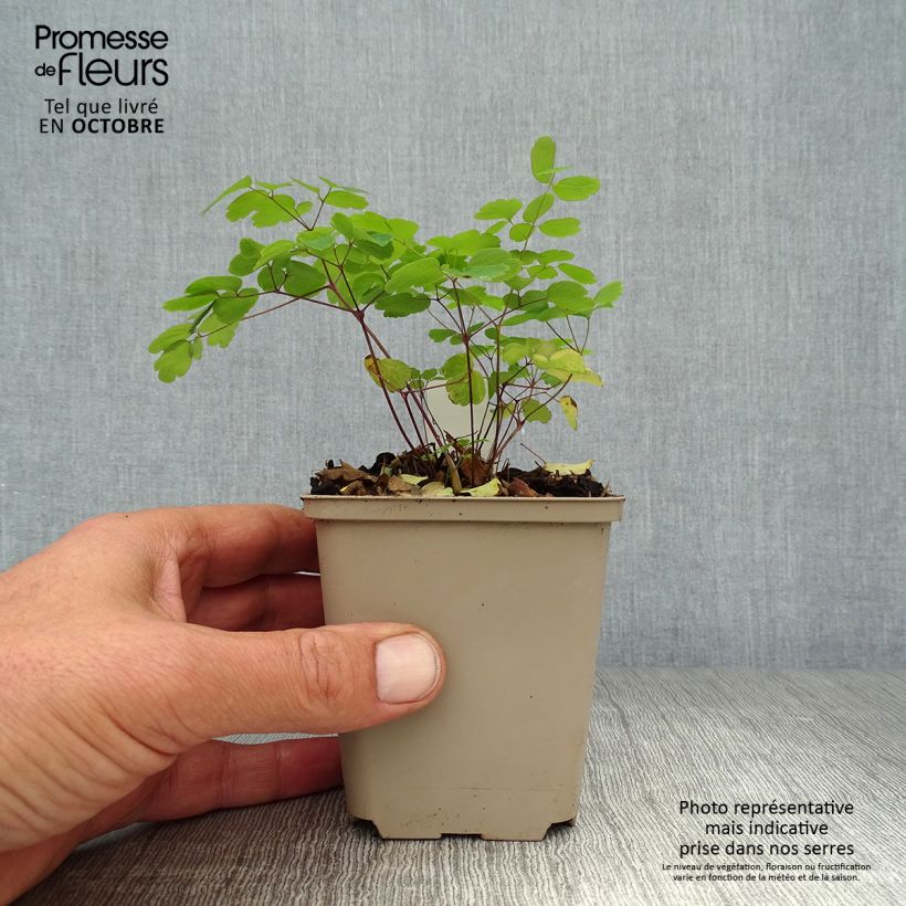 Thalictrum rochebrunianum - Meadow-rue 8/9 cm pot sample as delivered in autumn