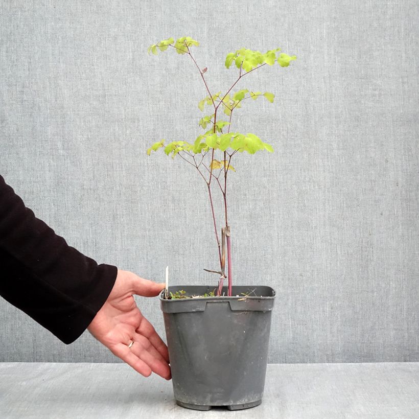 Thalictrum rochebrunianum - Meadow-rue 2L/3L pot sample as delivered in autumn