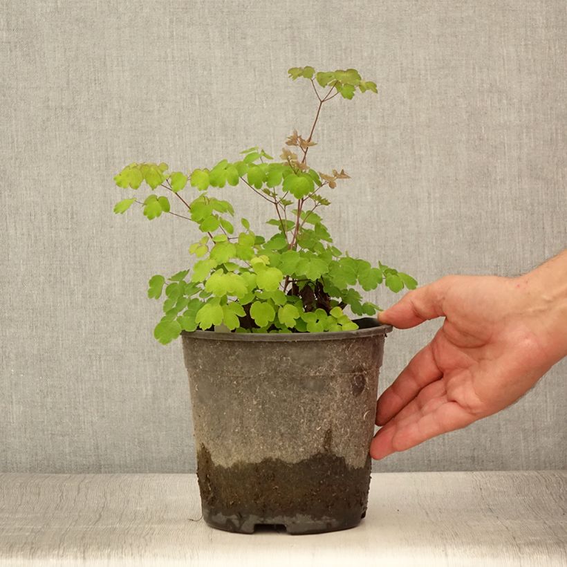 Thalictrum rochebrunianum - Meadow-rue 2L/3L pot sample as delivered in summer