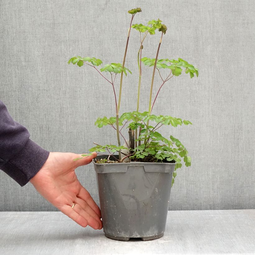 Thalictrum rochebrunianum - Meadow-rue 2L/3L pot sample as delivered in spring