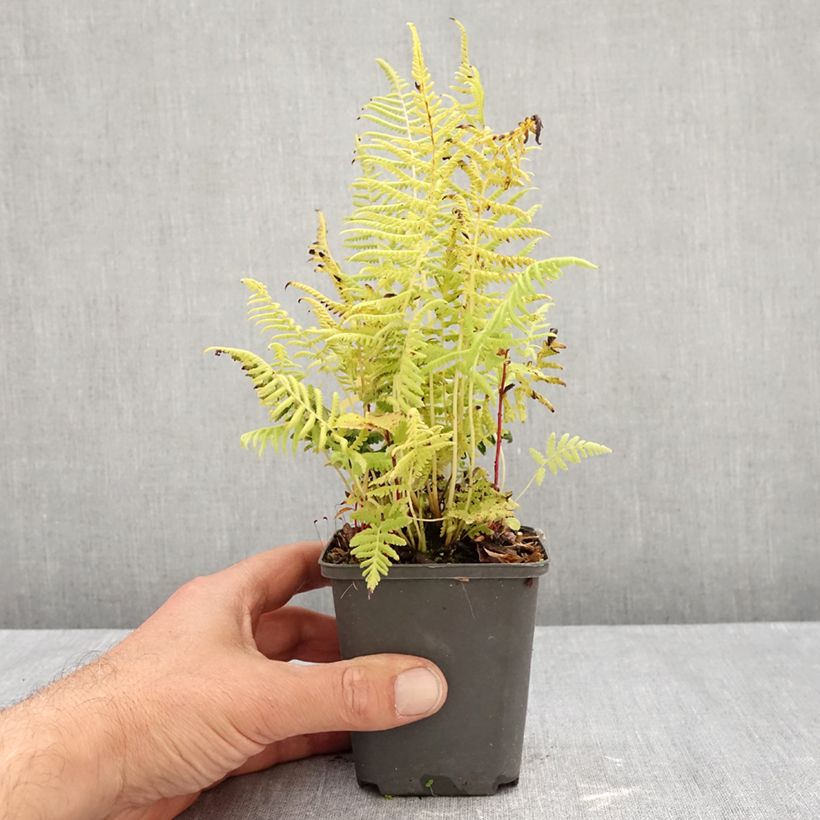 Thelypteris kunthii 8/9 cm pot sample as delivered in autumn