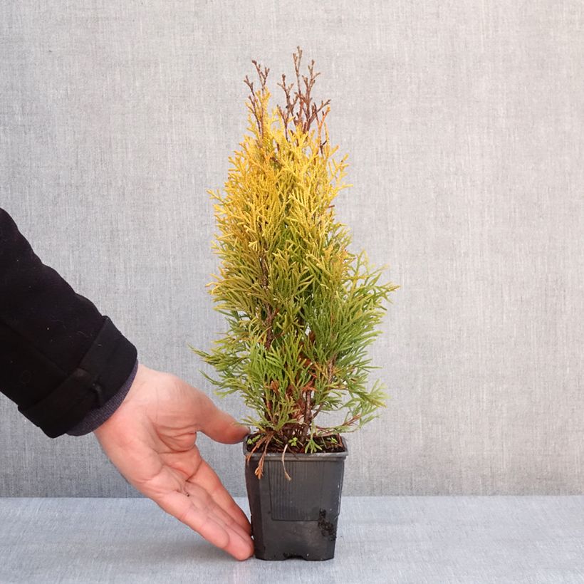 Thuja occidentalis Golden Smaragd 8/9 cm pot sample as delivered in winter