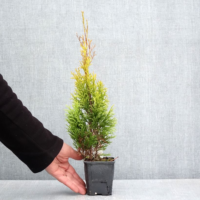 Thuja occidentalis Golden Smaragd 8/9 cm pot sample as delivered in spring