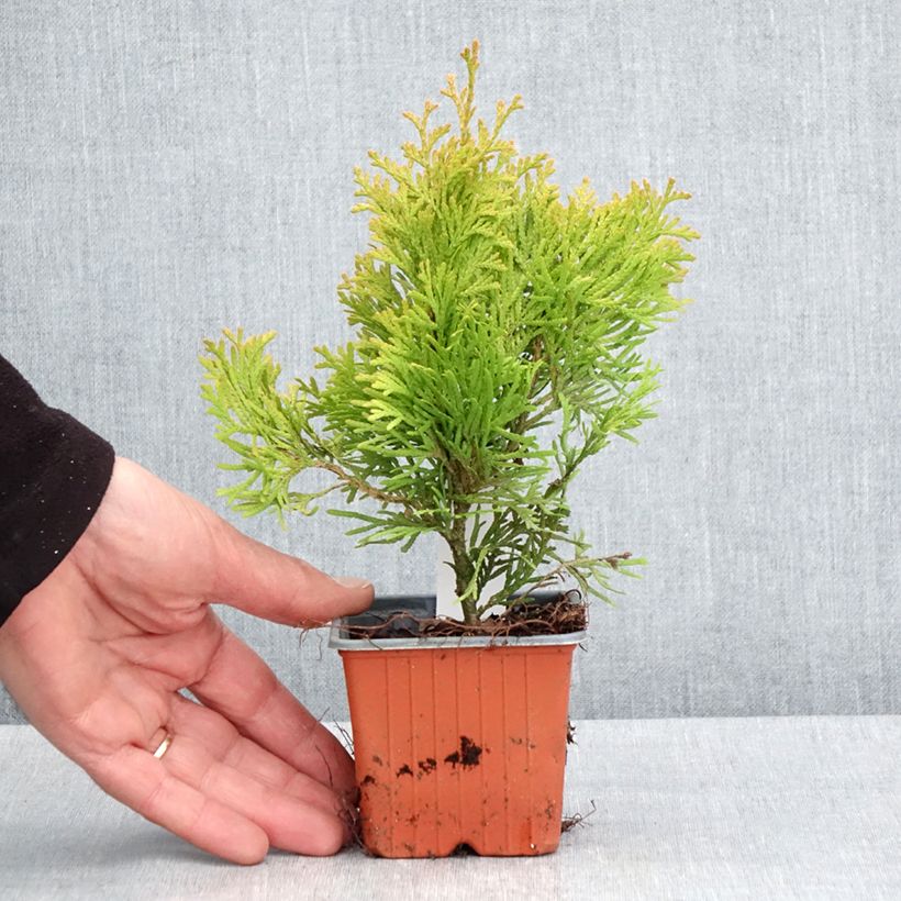 Thuja occidentalis Sunny Smaragd - Eastern White Cedar 8/9 cm pot sample as delivered in spring