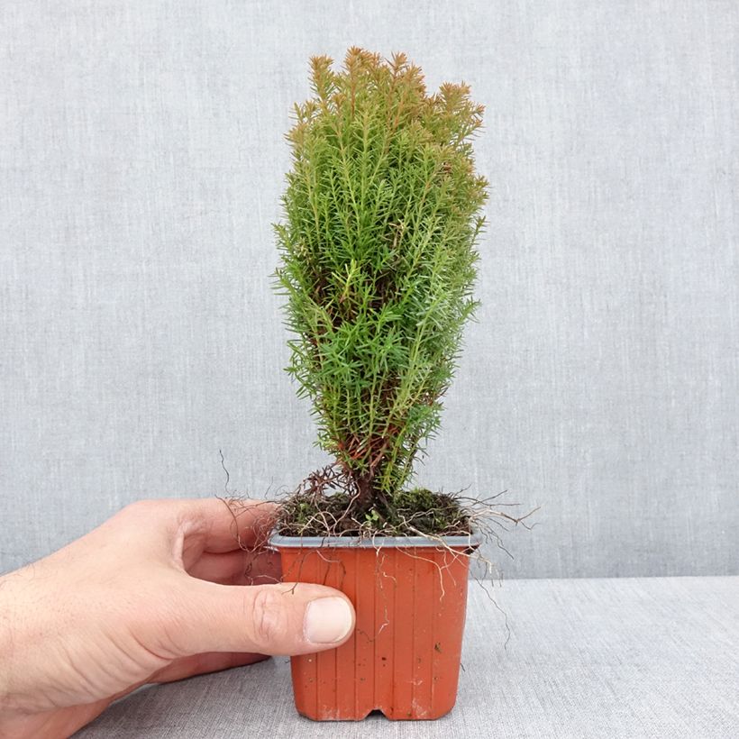 Thuja occidentalis Teddy - Canadian Arborvitae 8/9 cm pot sample as delivered in spring