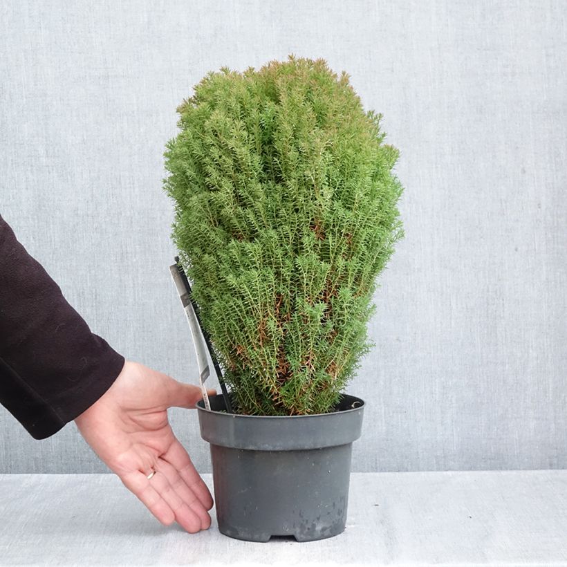 Thuja occidentalis Teddy - Canadian Arborvitae 2L/3L pot sample as delivered in autumn