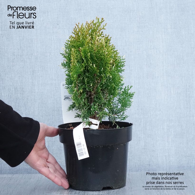 Thuja orientalis Fleck - Oriental Thuja 2L/3L pot sample as delivered in winter