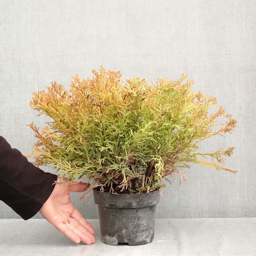 Thujopsis dolabrata Nana - Hiba 2L/3L pot sample as delivered in autumn