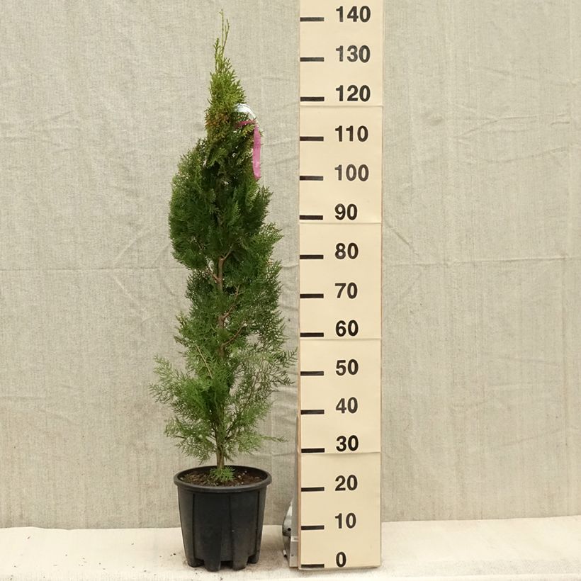 Thuja orientalis Pyramidalis Aurea 7.5L/10L pot sample as delivered in spring