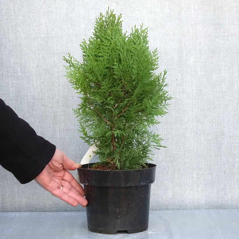 Thuja orientalis Pyramidalis Aurea 2L/3L pot sample as delivered in winter