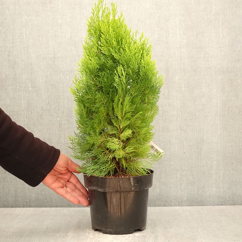 Thuja orientalis Pyramidalis Aurea 2L/3L pot sample as delivered in spring