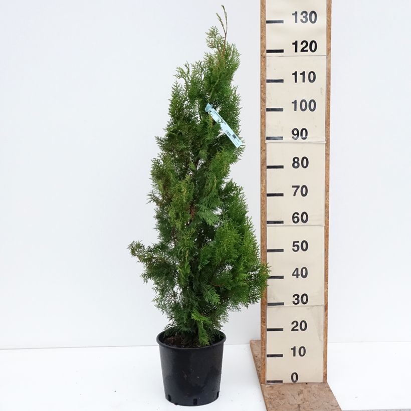 Thuja orientalis Pyramidalis Aurea 7.5L/10L pot sample as delivered in winter