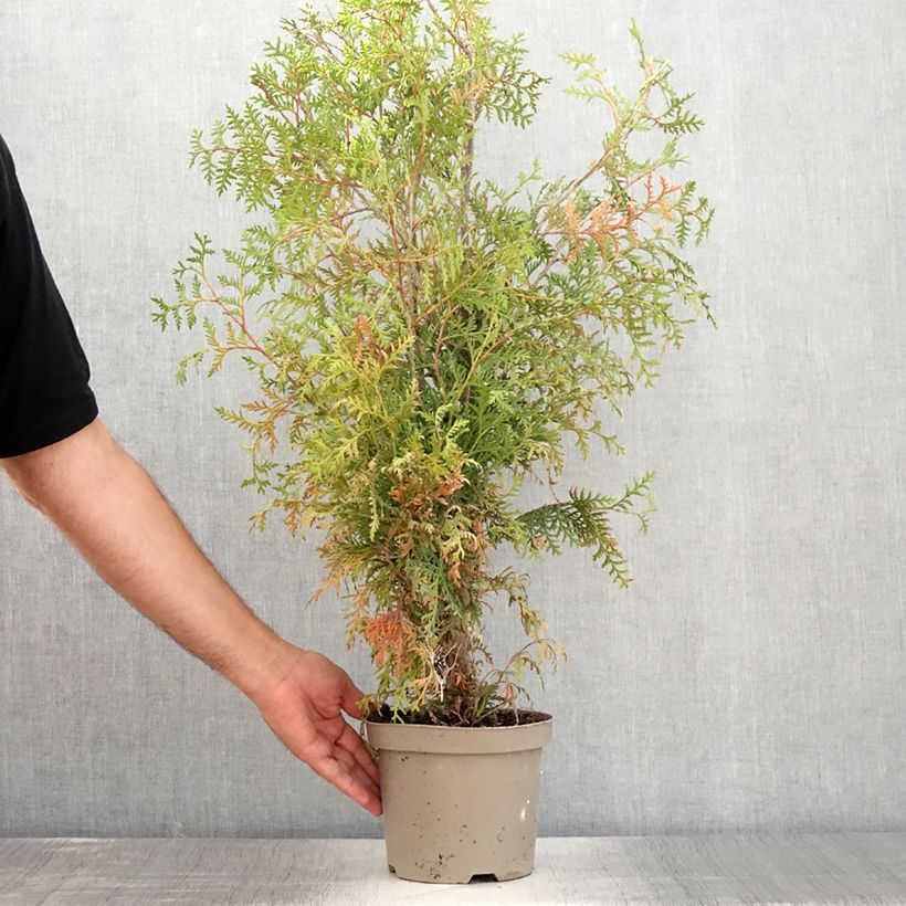 Thuja occidentalis Brabant - Canadian Arborvitae 2L/3L pot sample as delivered in summer