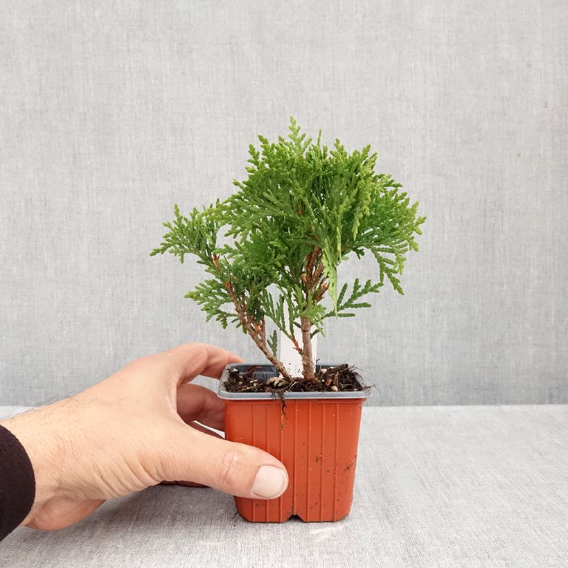 Thuja occidentalis Danica - Canadian Arborvitae 8/9 cm pot sample as delivered in autumn