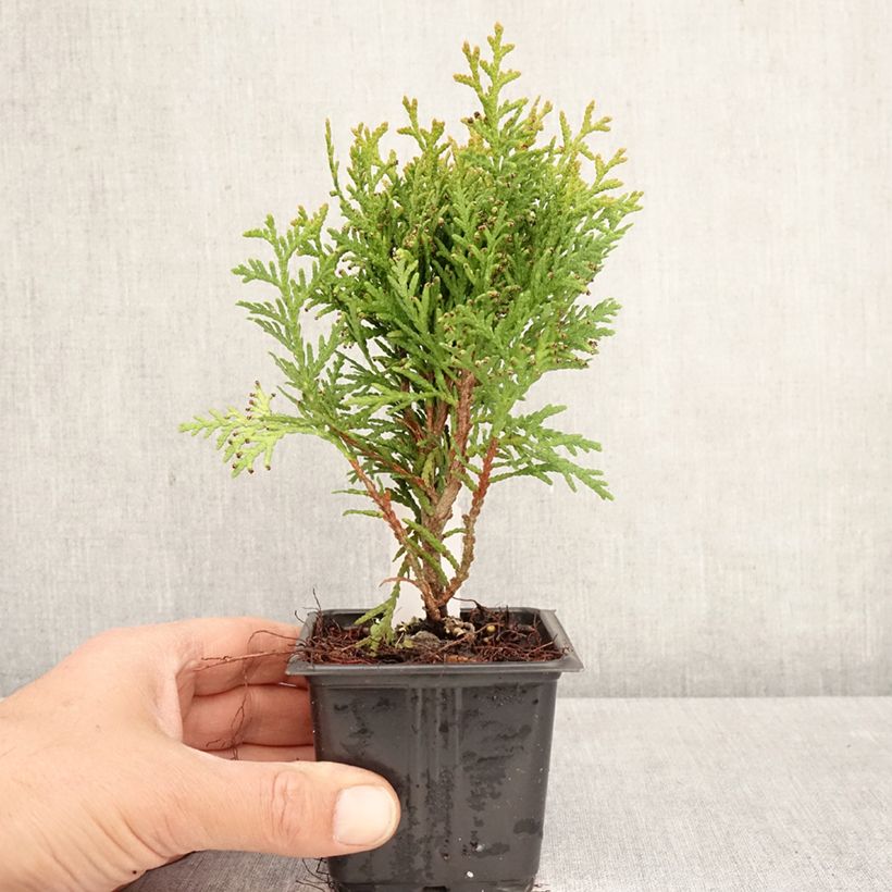 Thuja occidentalis Danica - Canadian Arborvitae 8/9 cm pot sample as delivered in spring