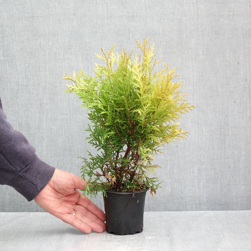 Thuja occidentalis Globosa Aurea - Eastern White Cedar 8/9 cm pot sample as delivered in autumn