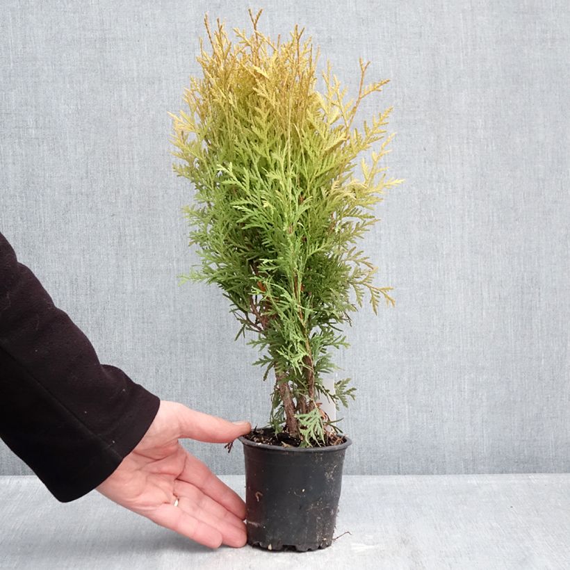 Thuja occidentalis Globosa Aurea - Eastern White Cedar 8/9 cm pot sample as delivered in winter